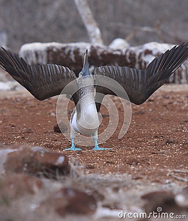 Galapagos blue footed booby flares wings Stock Photo