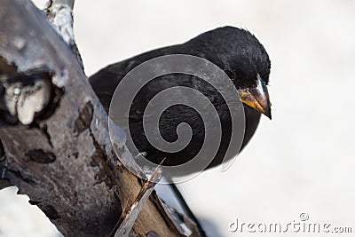 Galapagos Cactus Finch Stock Photo