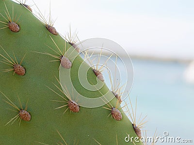 Galapagos Cactus Stock Photo