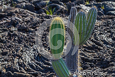 Galapagos Cactus Stock Photo