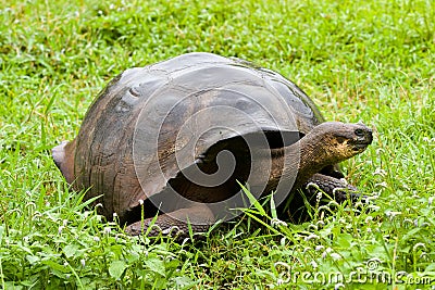 Galapagos giant tortoise Stock Photo