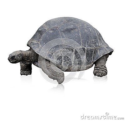 Galapagos Giant Tortoise Stock Photo