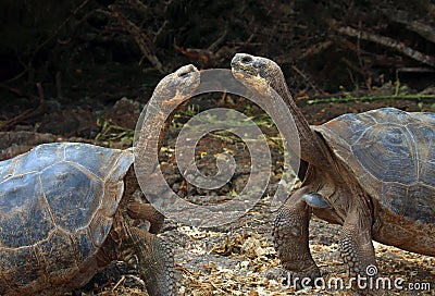 Galapagos Giant Tortoises Stock Photo