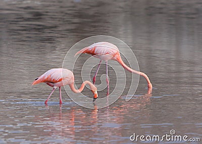Galapagos Greater Flamingos eating Stock Photo