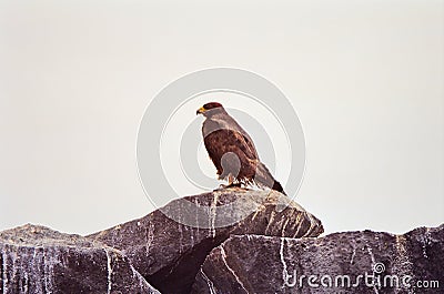 Galapagos Hawk Stock Photo