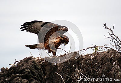 Galapagos Hawk Stock Photo