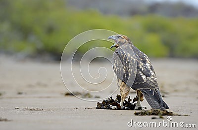 Galapagos Hawk Buteo galapagoensis on the sand at Espumilla Beach, Santiago Island, Galapagos Islands Stock Photo