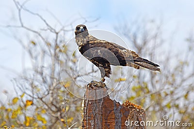 Galapagos Hawk on Santa Fe Stock Photo