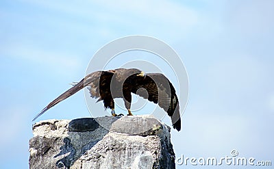 Galapagos Hawk takes flight Espanola Island Stock Photo