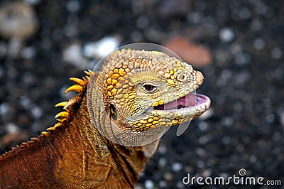 Galapagos Iguana Stock Photo