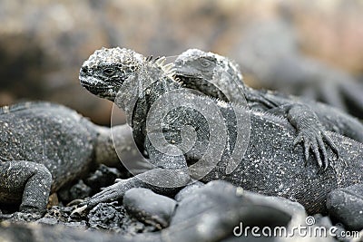Galapagos Iguana Stock Photo