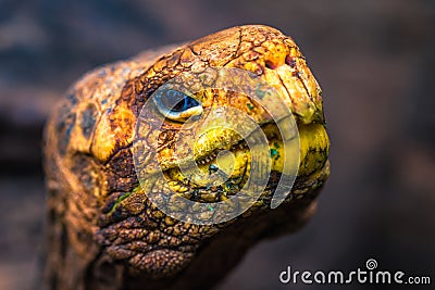 Galapagos Islands - August 23, 2017: Super Diego, the giant Tortoise in the Darwin Research Center in Santa Cruz Island, Galapagos Stock Photo