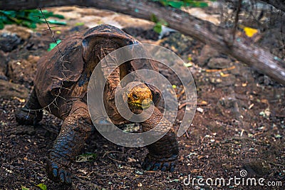Galapagos Islands - August 23, 2017: Super Diego, the giant Tortoise in the Darwin Research Center in Santa Cruz Island, Galapagos Stock Photo