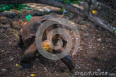 Galapagos Islands - August 23, 2017: Super Diego, the giant Tortoise in the Darwin Research Center in Santa Cruz Island, Galapagos Stock Photo