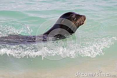 Galapagos Islands Wildlife with Sea Lions Stock Photo