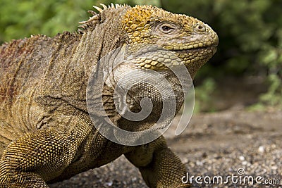 Galapagos Land Iguana Stock Photo