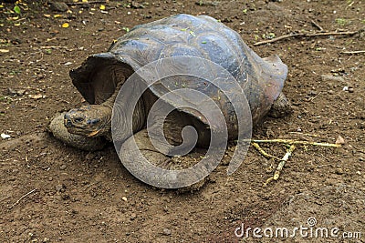 Galapagos land turtle walking Stock Photo