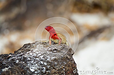 Galapagos Lava Lizard Stock Photo