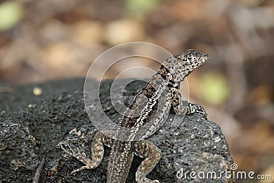 Galapagos Lava Lizard (Microlophus albemarlensis) Stock Photo