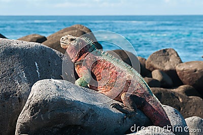 Galapagos Marine Iguana basking in the sun. Stock Photo