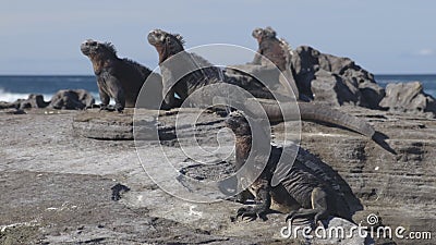 Galapagos Marine Iguana Sneezing Excreting Salt by Nose - Funny Animals Stock Video - Video of natural, lizards: 172905291 Galapagos Marine Iguana Sneezing Excreting Salt by Nose - Funny Animals Stock Video - Video of natural, lizards: 172905291