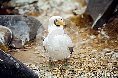 Galapagos Masked Booby Stock Photo