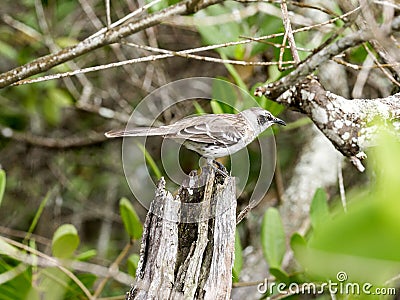 Galapagos Mockingbird, Nesomimus parvulus, looking for food in branches, Santa Cruz, Galapagos Islands, Ecuador Stock Photo