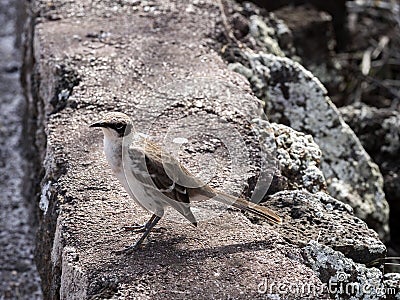 Galapagos Mockingbird, Nesomimus parvulus, looking for food in branches, Santa Cruz, Galapagos Islands, Ecuador Stock Photo