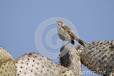 Galapagos Mockingbird perched on a prickly pear cactus tree Stock Photo