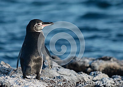 Galapagos Penguin Stock Photo