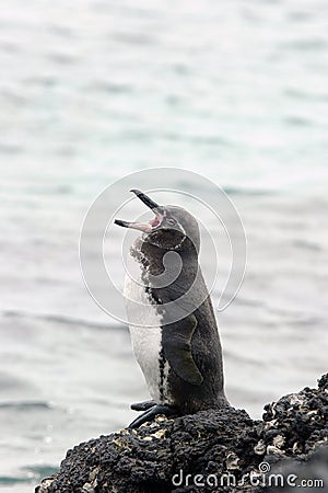 Galapagos Penguin Stock Photo