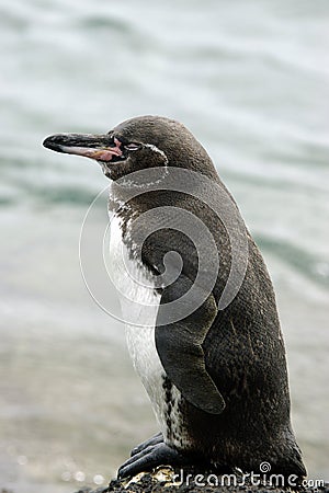 Galapagos Penguin Stock Photo