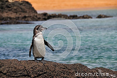 Galapagos Penguin Stock Photo