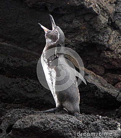 Galapagos Penguin calls out Stock Photo
