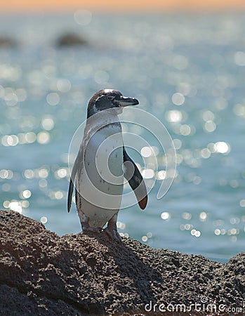 Galapagos penguin, galapagos islands Stock Photo