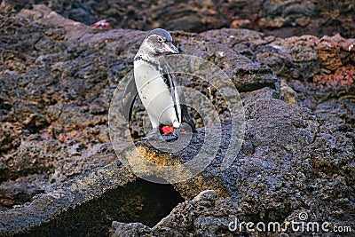 Galapagos Penguin standing on top of the lava tube on Bartolome Stock Photo