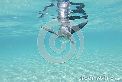 Galapagos penguin swimming underwater. Galagapos, Ecuador Stock Photo