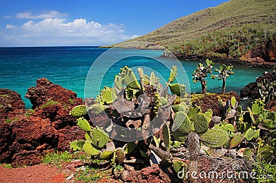 Galapagos prickly pear on Rabida Island in Galapagos National Pa Stock Photo