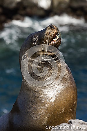 Galapagos Sea Lion Stock Photo