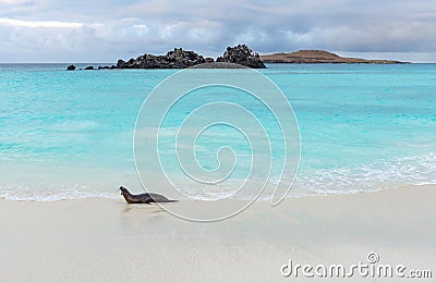 Galapagos Sea Lion, Galapagos Islands, Ecuador Stock Photo