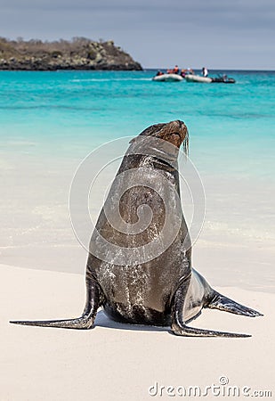 Galapagos sea lion at shore with colorful sea in background Stock Photo