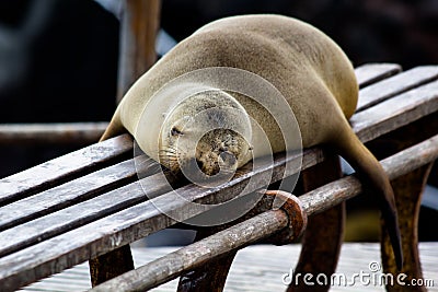 Galapagos Sea Lion Stock Photo