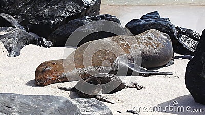 Galapagos Sea Lion, Zalophus wollebaeki, nursing young. A Galapagos Sea Lion, Zalophus wollebaeki, nursing young stock video Galapagos Sea Lion, Zalophus wollebaeki, nursing young. A Galapagos Sea Lion, Zalophus wollebaeki, nursing young stock video