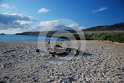 Galapagos sea lions Stock Photo