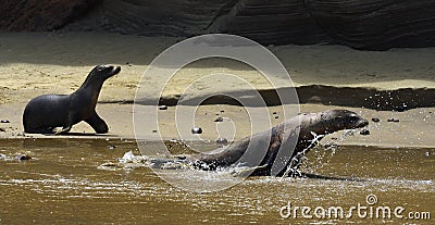 Galapagos sea lions playing on the beach Stock Photo