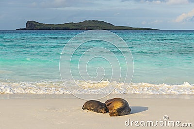 Galapagos Sea Lions at Sunset, Ecuador Stock Photo