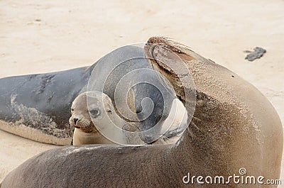 Galapagos Sea Lions (Zalophus wollebaeki) Stock Photo