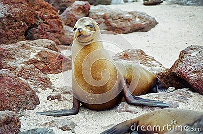 Galapagos seal Stock Photo