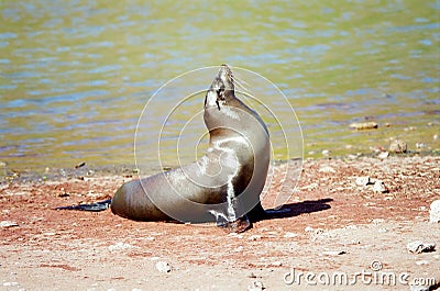 Galapagos Seal portrait Stock Photo