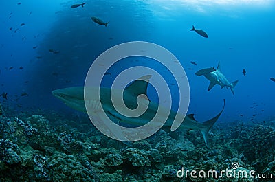 Galapagos Shark and Scalloped Hammerhead at Darwin Arch, Galapagos Stock Photo